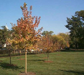 F. W. Von Steuben Metro High School Campus Park